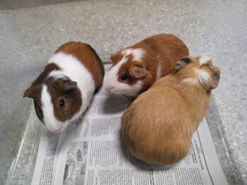 Rescue Guinea Pig Guinea Pigs for Adoption in Crystal Lake, Illinois - Tofurky | PetCurious